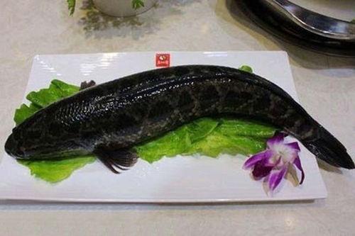 国产乌鱼喂养注意事项视频,视频详解关键注意事项